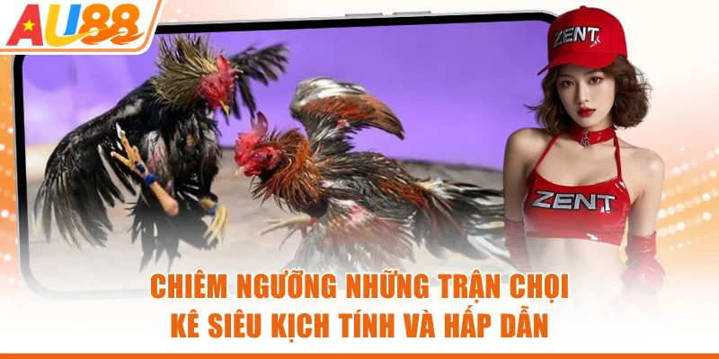 Chiêm ngưỡng những trận chọi kê siêu kịch tính và hấp dẫn